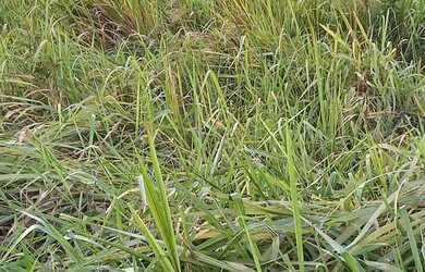 Imagem 6: Vendo Um terreno. 9.000m² de Área