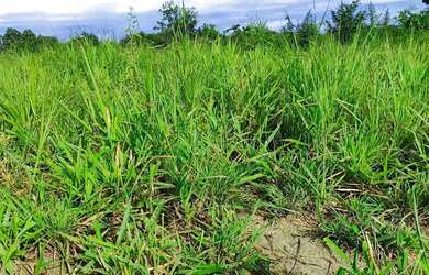 Imagem 2: A M IMOVEIS VENDE EXELENTE FAZENDA COM 13 ALQUEIRES MINAÇU-GO