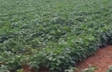 Imagem 2: Vende-se uma excelente fazenda de 180 hectares