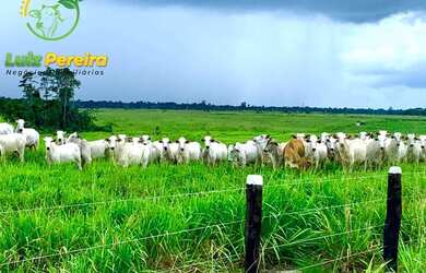 Imagem: A fazenda possui 6.940.000m² de Área e está localizado em