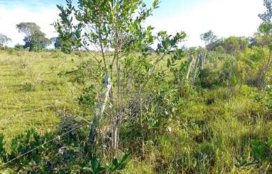 Imagem: O terreno possui 3.333m² de Área e está localizado em Centro