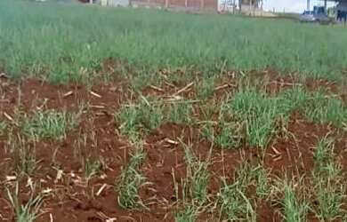 Imagem: A chácara possui 1.000m² de Área e está localizado em Cancelli