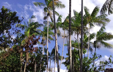 Imagem 6: Baixou preço 470 hectares na região norte do Pará por R$3 mil por hectare