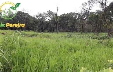 Imagem 4: FAZENDA À VENDA EM JAÚ - TO - DE 276 HECTARES PECUÁRIA