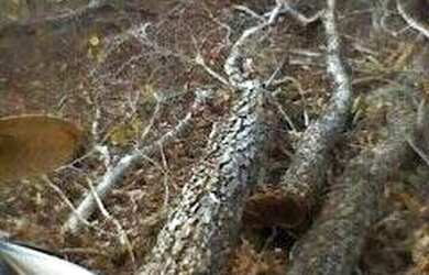 Imagem 9: FAZENDA À VENDA NO ALTO PARNAÍBA - MA DE 6.377 HECTARES Dupla Aptidão