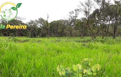 Imagem 3: FAZENDA À VENDA EM JAÚ - TO - DE 276 HECTARES PECUÁRIA