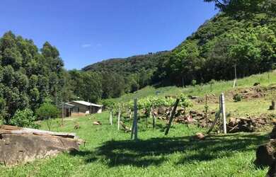 Imagem 3: Sítio - Bairro Carazal. 111.900m² de Área