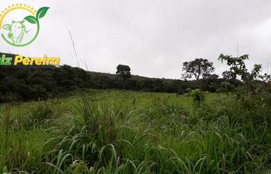 Imagem 7: FAZENDA À VENDA EM JAÚ - TO - DE 276 HECTARES PECUÁRIA