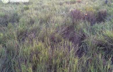 Imagem 6: FAZENDA A VENDA EM FORMOSO DO ARAGUAIA -TO - 1694 HEC (DUPLA APTIDÃO