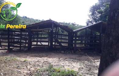 Imagem 10: FAZENDA À VENDA EM JAÚ - TO - DE 276 HECTARES PECUÁRIA