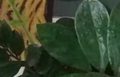 Imagem: A casa possui 1 Dormitório, 1 Banheiro, 100m² de Área e