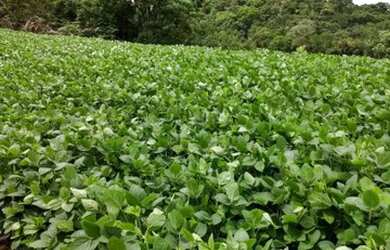 Imagem: A chácara possui 22.000m² de Área e está localizado em