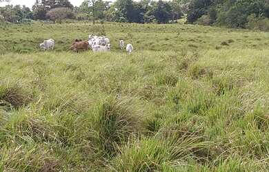 Imagem 4: 400 hectares por R$2 milhões no Pará pronta 80 aberta em pasto