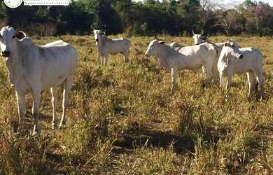 Imagem 1: FAZENDA A VENDA EM FORMOSO DO ARAGUAIA -TO - 1694 HEC (DUPLA APTIDÃO