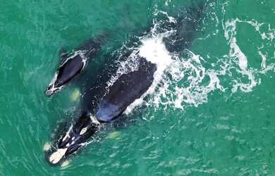 Imagem 13: Casa Moderna e Bem Localizada - Village, Imbituba / SC
