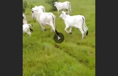 Imagem 11: Baixou preço 470 hectares na região norte do Pará por R$3 mil por hectare