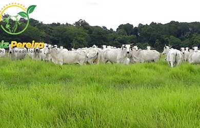 Imagem: A fazenda possui 4.840.000m² de Área e está localizado em
