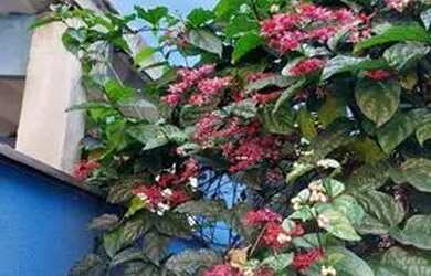 Imagem 1: Casa comercial, onde funcionava clínica veterinária por mais de 35 anos