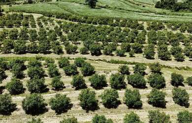 Imagem 3: Ótimo sítio em abacate montado de porteira fechada no interior de São...