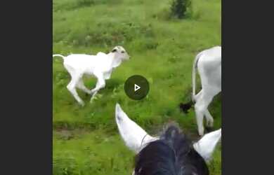 Imagem 5: Baixou preço 470 hectares na região norte do Pará por R$3 mil por hectare