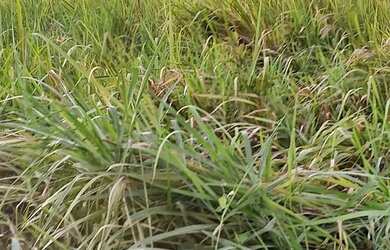 Imagem 5: Vendo Um terreno. 9.000m² de Área