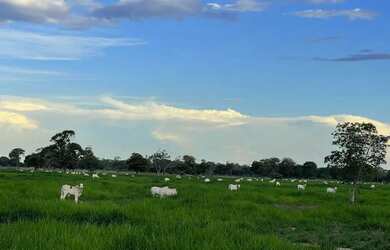 Imagem: A fazenda possui 360m² de Área e está localizado em Flores