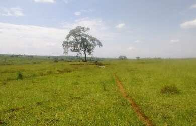 Imagem 5: Fazenda excelente à venda entre Votuporanga e Cardoso-SP
