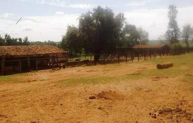 Imagem 13: Fazenda excelente à venda entre Votuporanga e Cardoso-SP