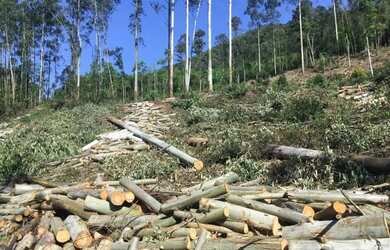 Imagem 3: Area - Bairro Arroio Paixão