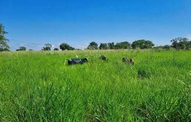Imagem: A fazenda possui 400m² de Área e está localizado em Nobres
