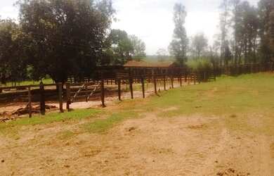 Imagem 2: Fazenda excelente à venda entre Votuporanga e Cardoso-SP