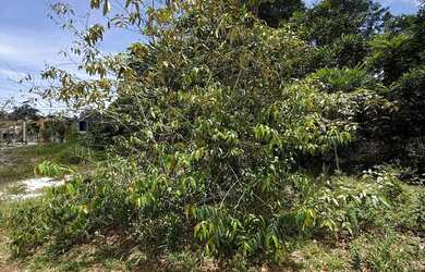 Imagem: O terreno possui 800m² de Área e está localizado em Ponta