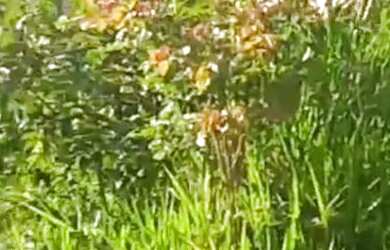 Imagem: A chácara possui 1007m² de Área e está localizado em Congonhas