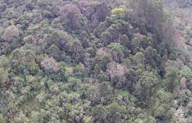 Imagem 10: Área à venda, 450000 m² por R$ 8.799.900,00 - Várzea Grande - Gramado/RS