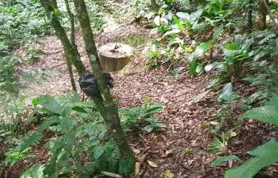 Imagem 14: Super chacara casarão 4 mil mts 240 mil reais