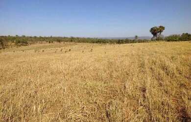Imagem 13: OPORTUNIDADE ÚNICA Fazendinha de 38 hectares as margens da BR a 12 km...