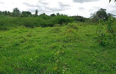 Imagem 9: Ótima Fazenda com 200 hectares na região de São Gonçalo do Amarante