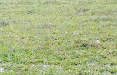 Imagem 10: Oportunidade Única Fazenda à Venda com Potencial para Desenvolvimento...