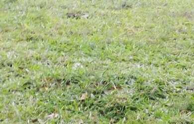 Imagem 7: Oportunidade Única Fazenda à Venda com Potencial para Desenvolvimento...