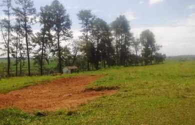 Imagem 11: Fazenda excelente à venda entre Votuporanga e Cardoso-SP