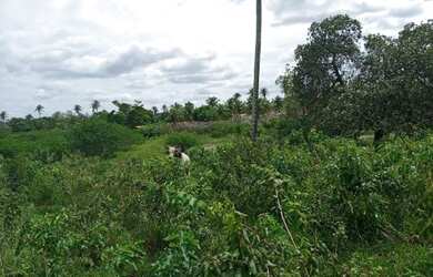 Imagem 8: Ótima Fazenda com 200 hectares na região de São Gonçalo do Amarante