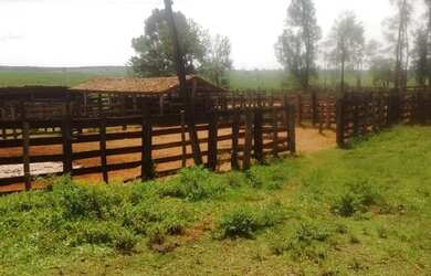 Imagem 12: Fazenda excelente à venda entre Votuporanga e Cardoso-SP