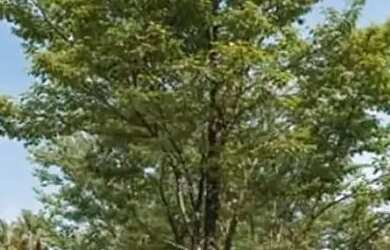 Imagem 2: Investimento ao lado da Vila Padre em Tamandaré/Carneiros-PE