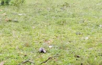 Imagem 4: Oportunidade Única Fazenda à Venda com Potencial para Desenvolvimento...