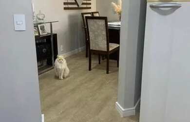 Imagem 7: Apartamento 62 m² - 3 dormitórios - 1 vaga - Pq. Marajoara