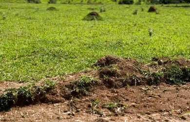 Imagem: O terreno possui 500m² de Área e está localizado em Centro