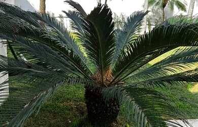 Imagem 12: Casa com 3 dormitórios, 850 m² - venda por R$ 31.000.000,00 ou aluguel...