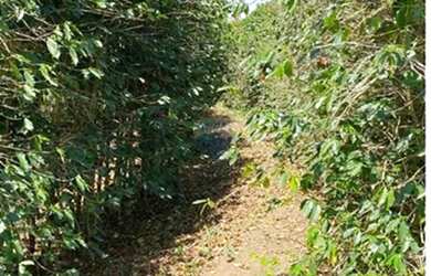 Imagem 11: Fazenda Morro Grande - 215 hectares com café ,agua abundante e potencial...