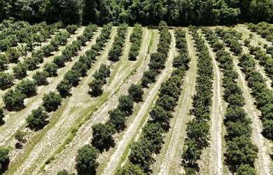 Imagem 4: Ótimo sítio em abacate montado de porteira fechada no interior de São...
