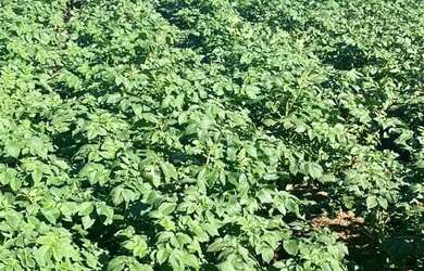 Imagem 13: fazenda na região da cidade de franca no estado de São Paulo